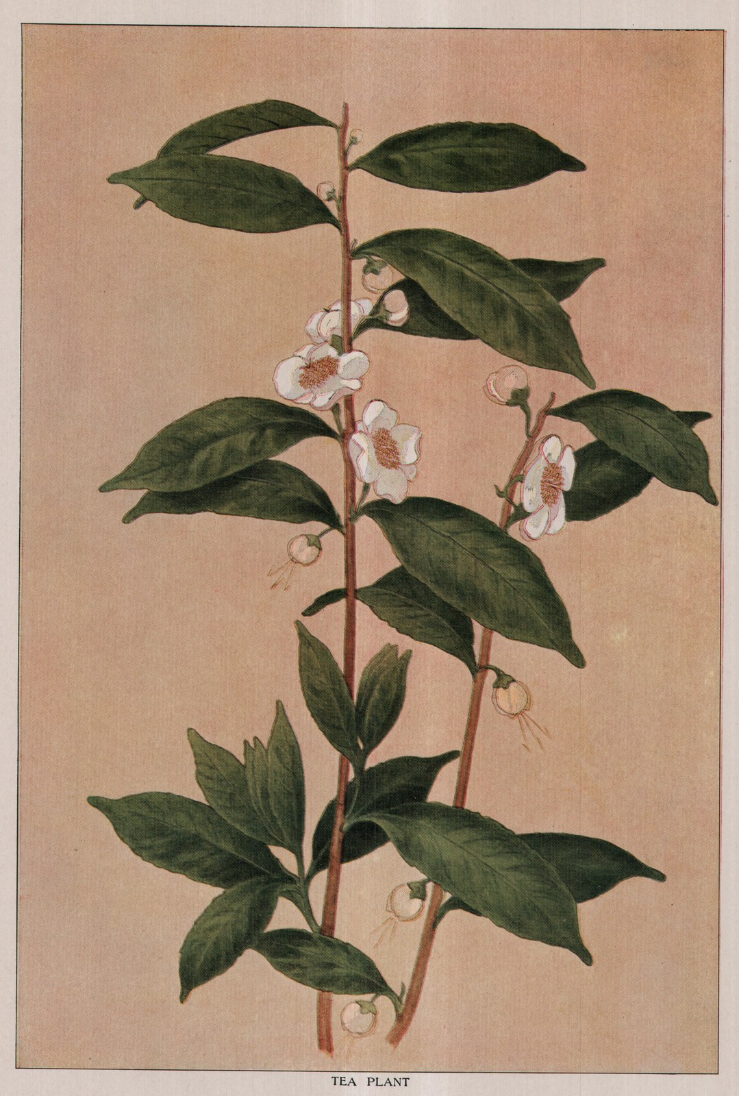 Tea Plant — plate from The Grocer's Encyclopedia (1911)