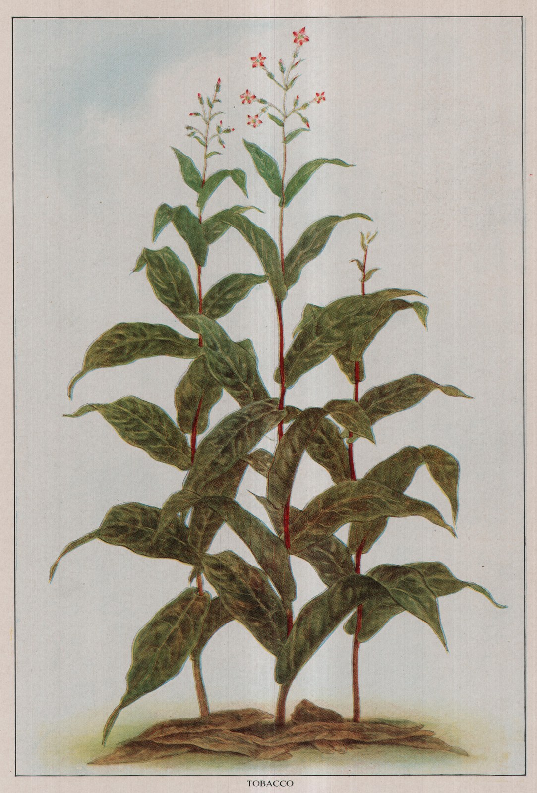 Tobacco — plate from The Grocer's Encyclopedia (1911)