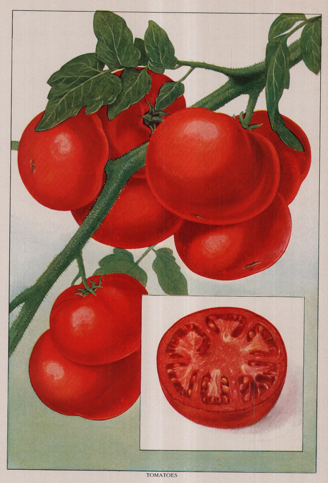 Tomatoes