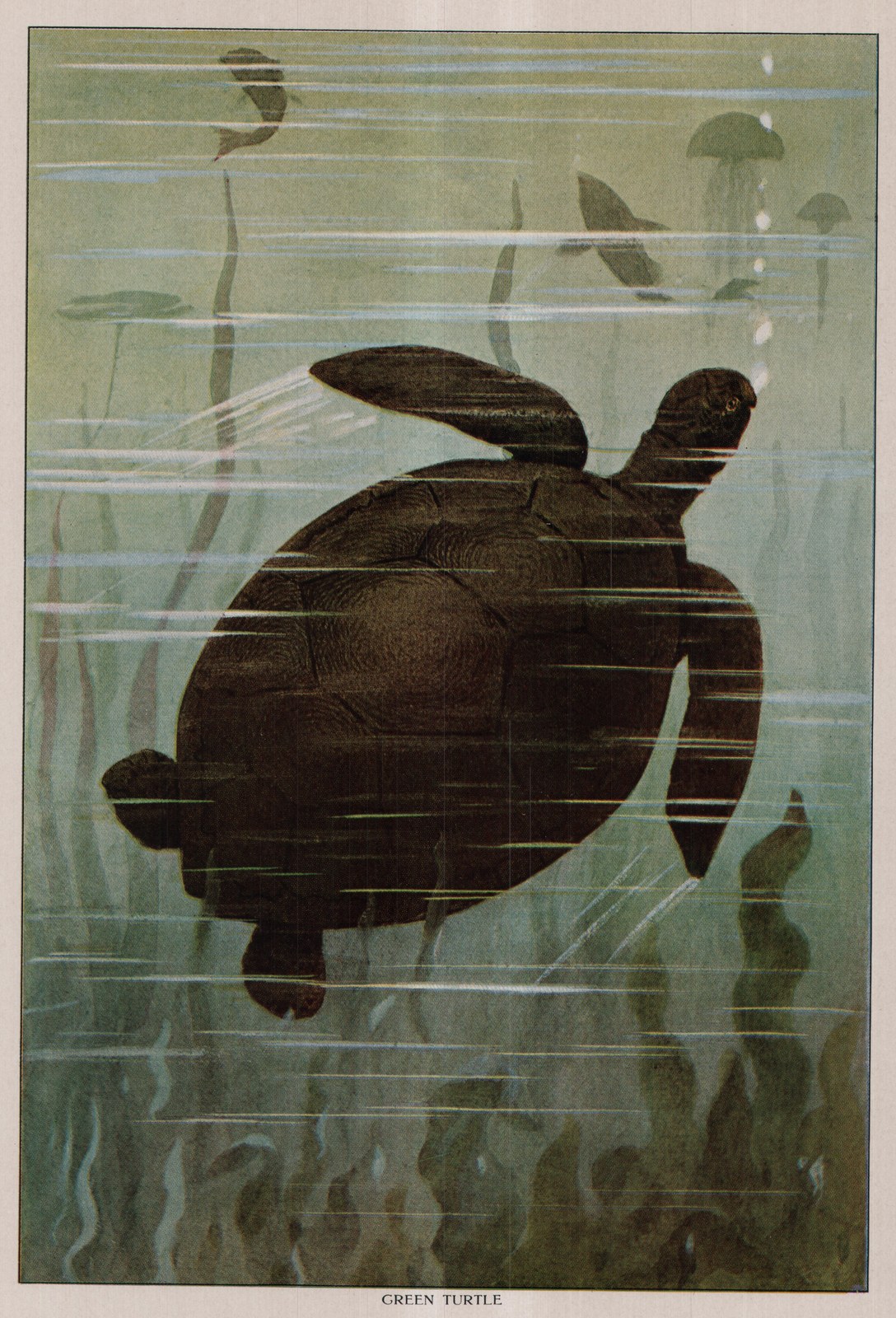 Green Turtle — plate from The Grocer's Encyclopedia (1911)