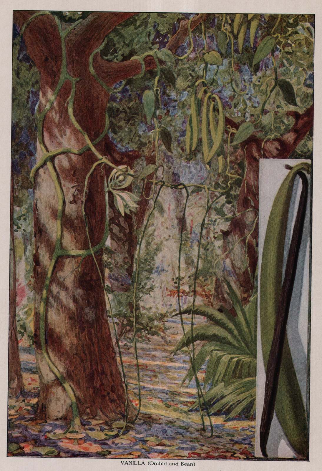 VANILLA (Orchid and Bean) — plate from The Grocer's Encyclopedia (1911)