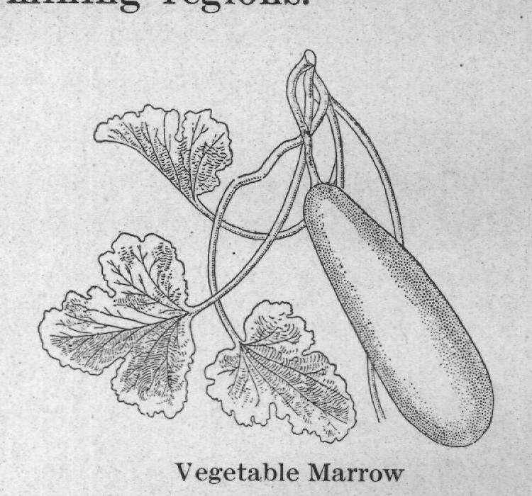 Vegetable Marrow — plate from The Grocer's Encyclopedia (1911)