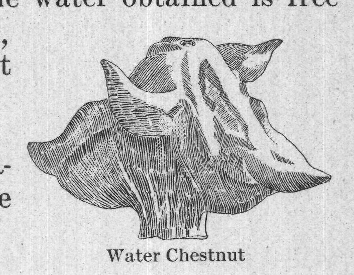 Water Chestnut — plate from The Grocer's Encyclopedia (1911)