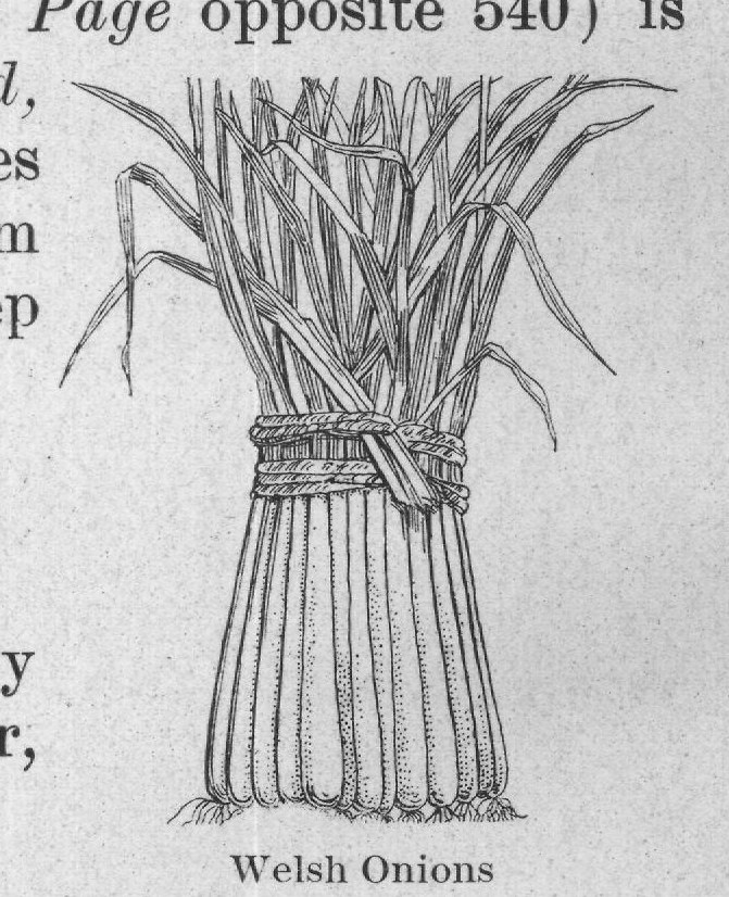 Welsh Onions — plate from The Grocer's Encyclopedia (1911)