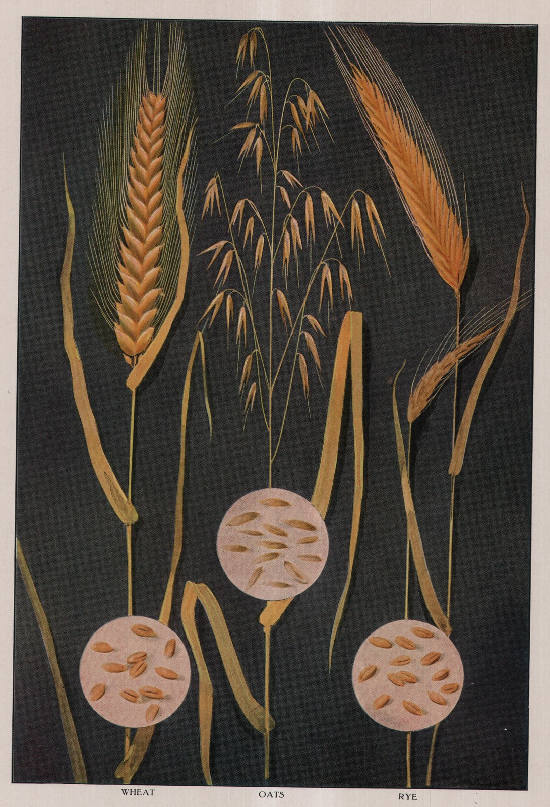 Wheat — plate from The Grocer's Encyclopedia (1911)