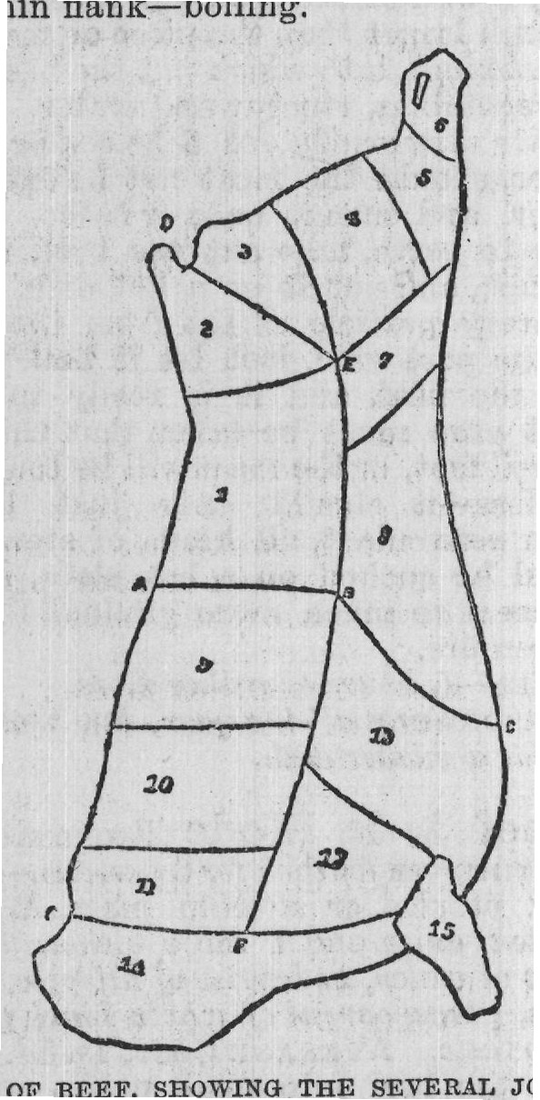 SIDE OF BEEF, SHOWING THE SEVERAL JOINTS.