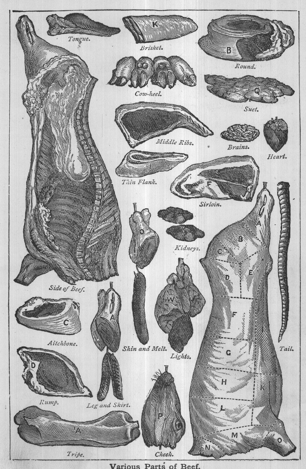 Various Parts of Beef.