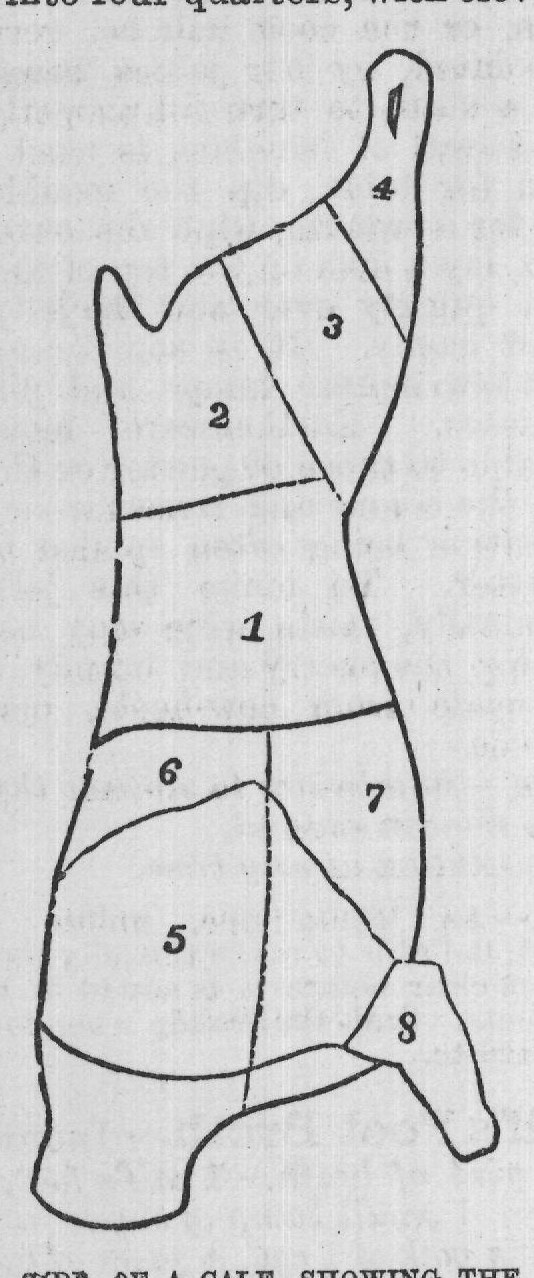 SIDE OF A CALF, SHOWING THE