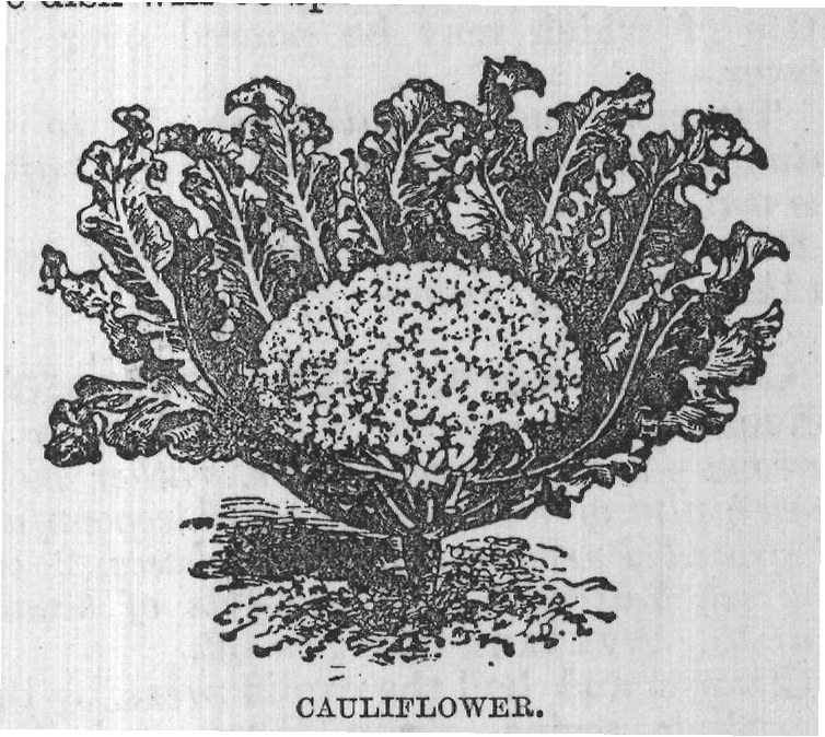 CAULIFLOWER.