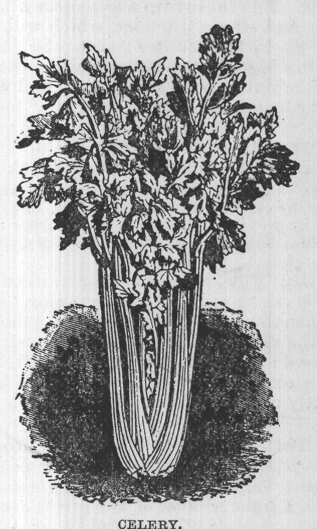 CELERY.