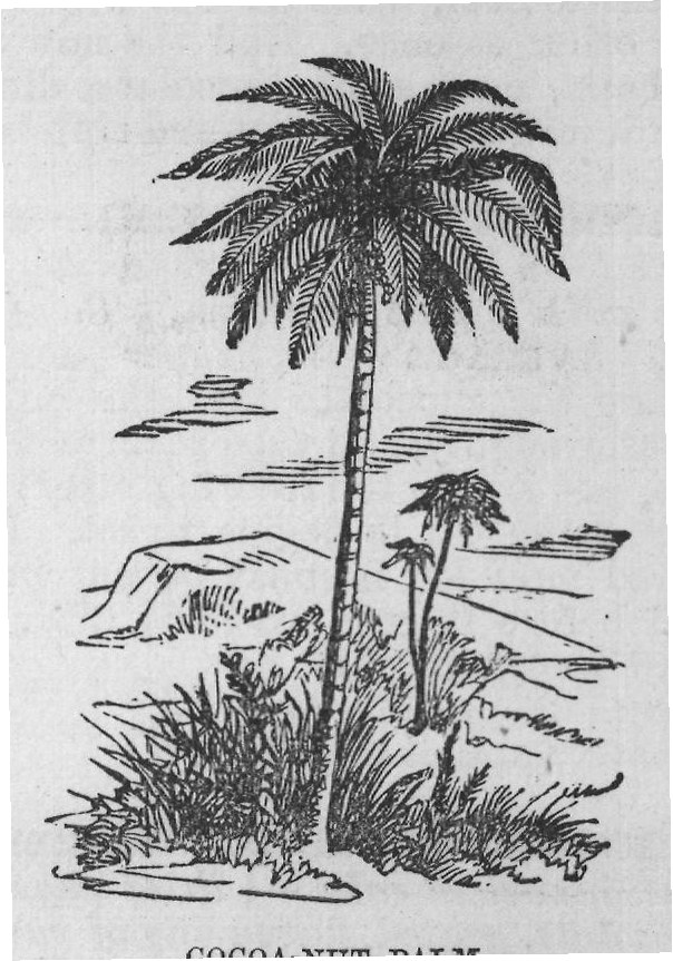 COCOA-NUT PALM.