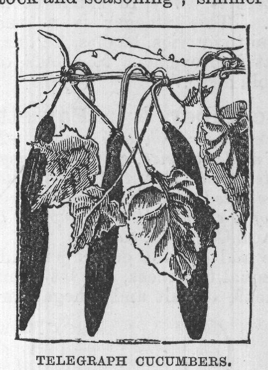 TELEGRAPH CUCUMBERS.