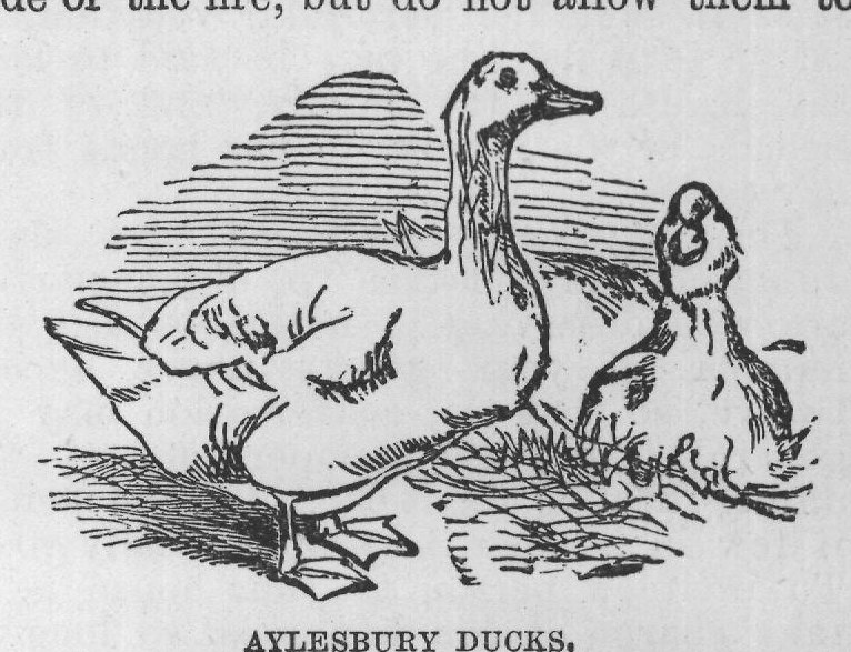 AYLESBURY DUCKS.