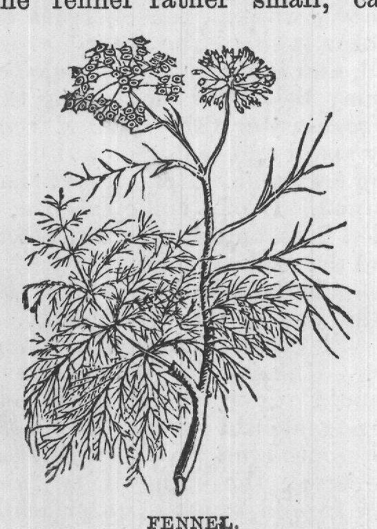 FENNEL.