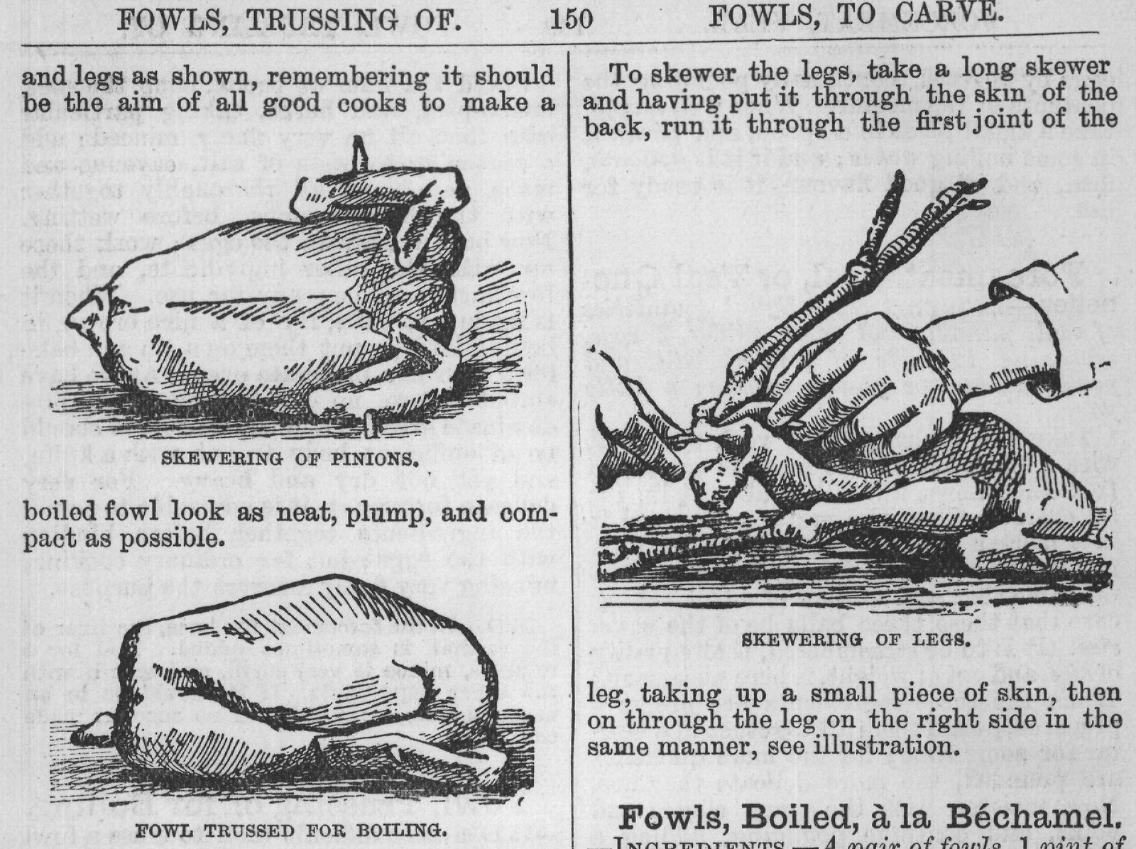 Fowls, Boiled, à la Béchamel.