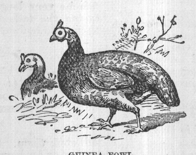 GUINEA FOWL