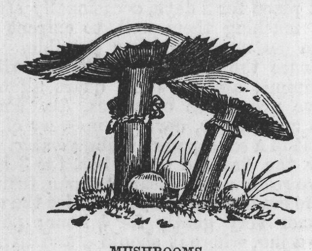 MUSHROOMS.