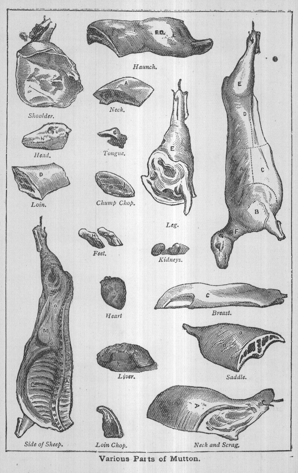 Mustard, Tartar — from Mrs. Beeton's All About Cookery (1907)