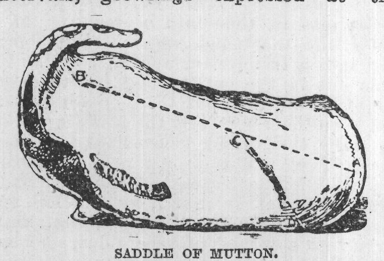 SADDLE OF MUTTON.