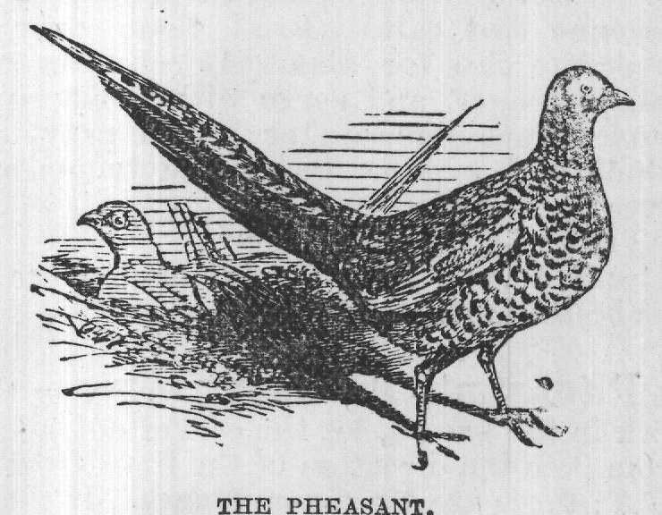 THE PHEASANT.