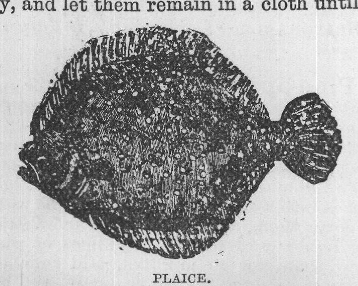 PLAICE.