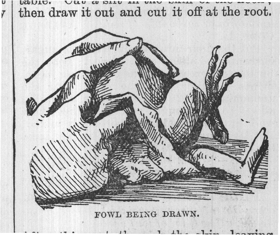 FOWL BEING DRAWN.
