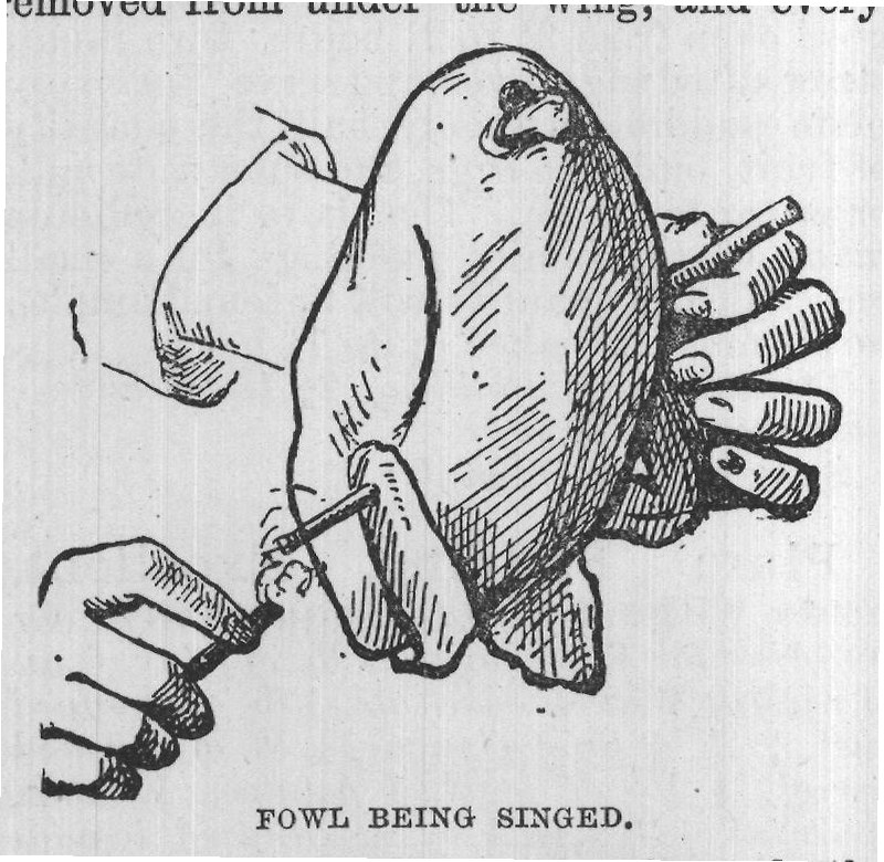 enough to form a flap; then through this