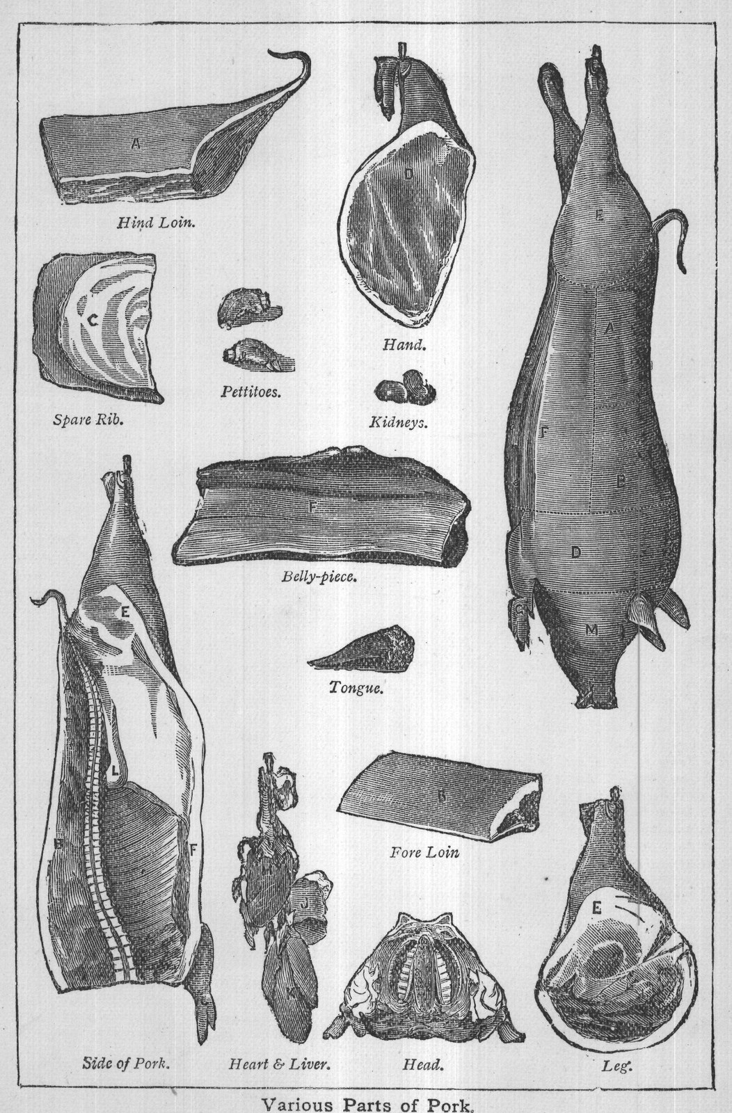 Various Parts of Pork.