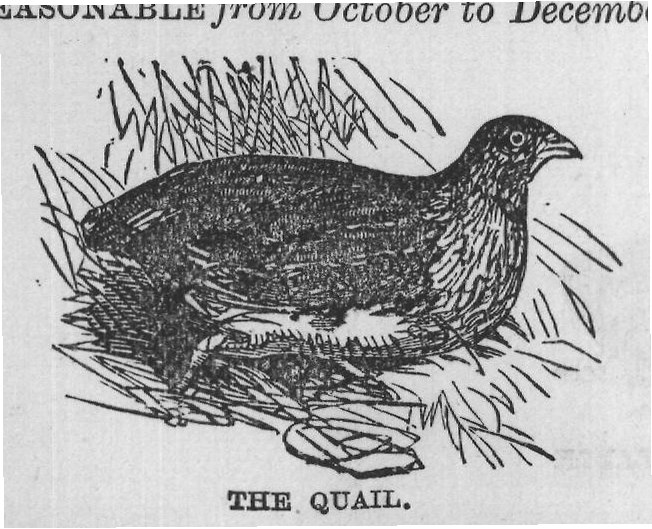 THE QUAIL.