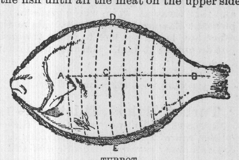 TURBOT.