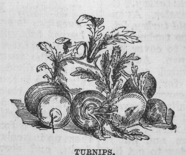 TURNIPS.