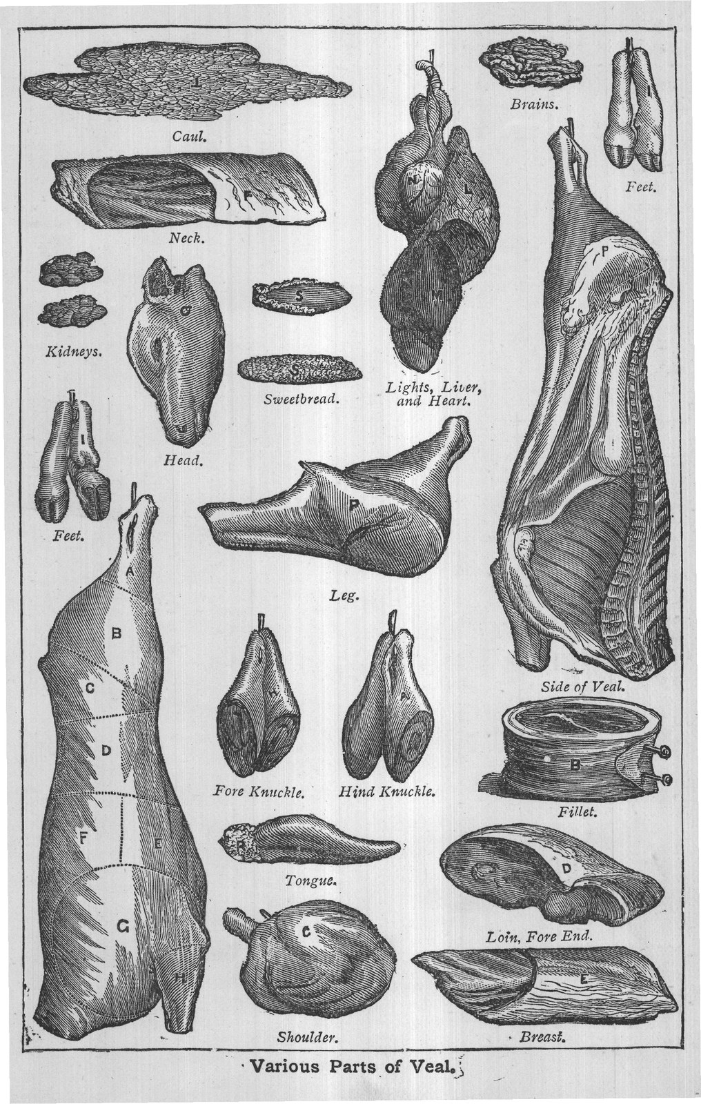 Veal, Fillet of — from Mrs. Beeton's All About Cookery (1907)