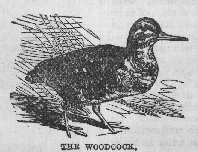 THE WOODCOCK.