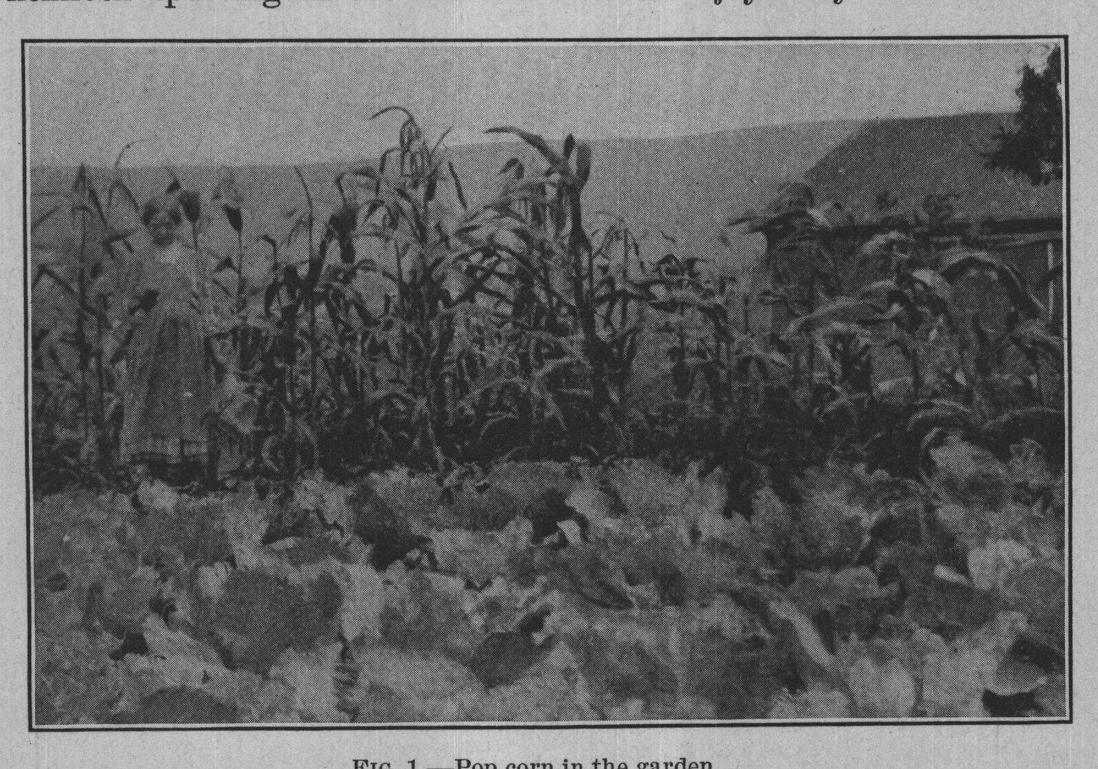 FIG. 1.-Pop corn in the garden.