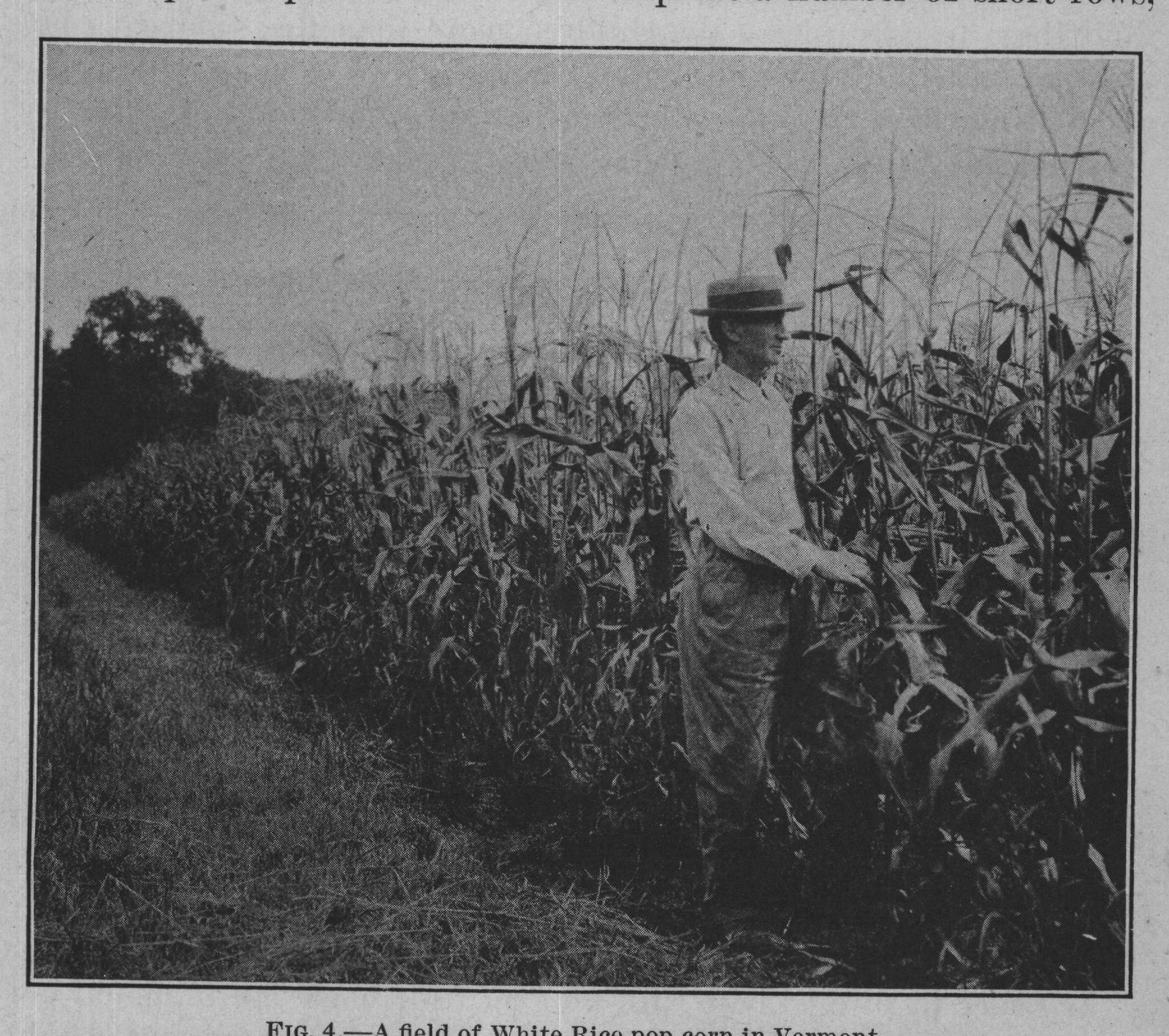 FIG. 4. A field of White Rice pop corn in Vermont.