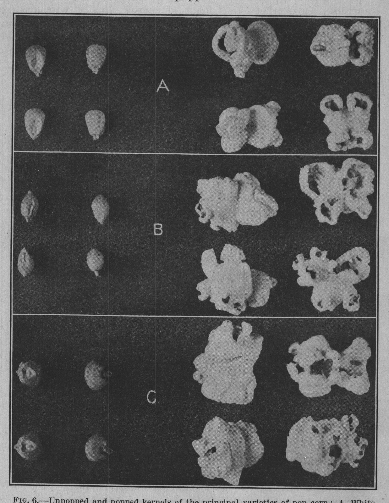 FIG. 6. Unpopped and popped kernels of the principal varieties of pop corn: A, White